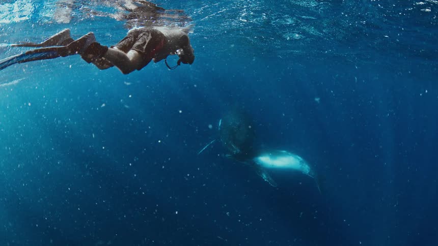 Man floating near the surface of the ocean aims a camera at an aquatic mammal during the daytime