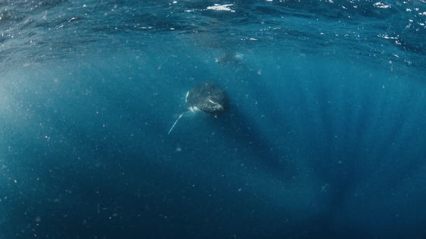 The whale glides under the blue water