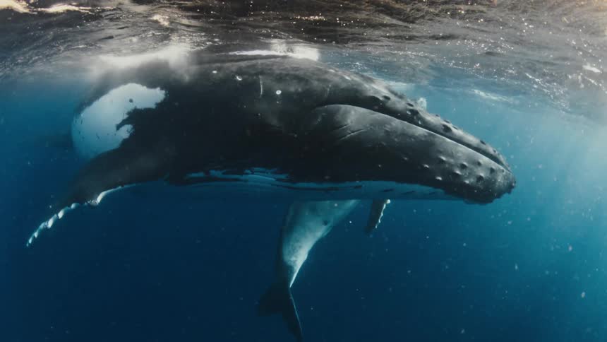 Whale swimming just below the ocean surface