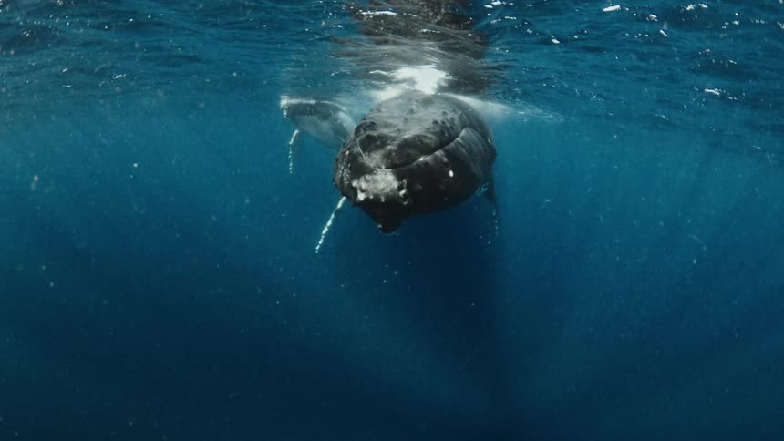 Whale swimming just below the ocean