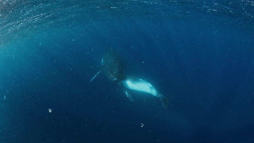 A shark is tangled in nets underwater