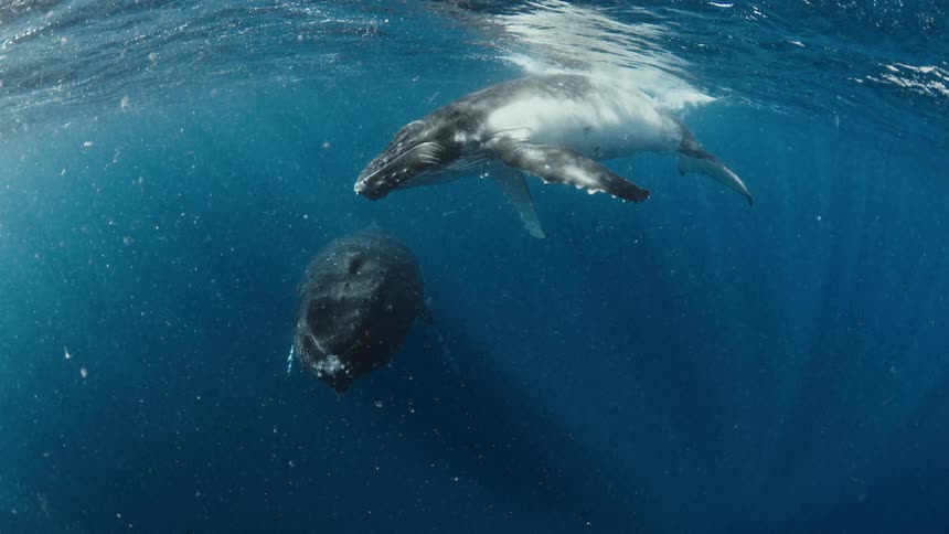 Two humpback whales glide gracefully through clear blue water just beneath the ocean surface sunlight pierces the waves in bright beams illuminating the whales as they swim alongside each other