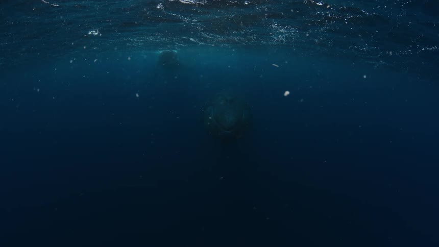 Two whales swimming at different depths below the ocean surface