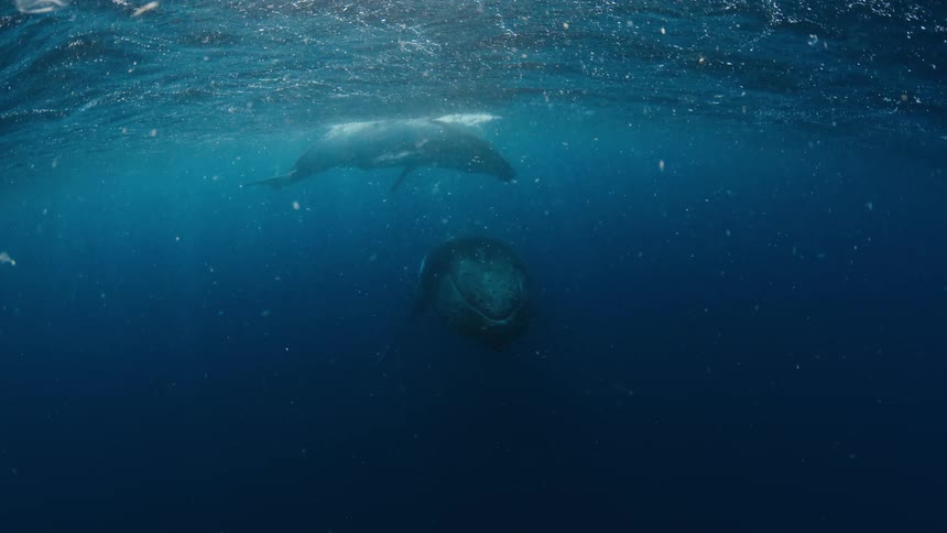 Whales float underwater near the surface of the ocean as particles and strands float downward