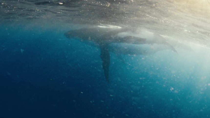 Two whales one immature swim near the surface on a sunny day