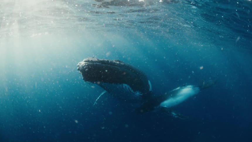Adult whale swimming with a calf just below the ocean surface