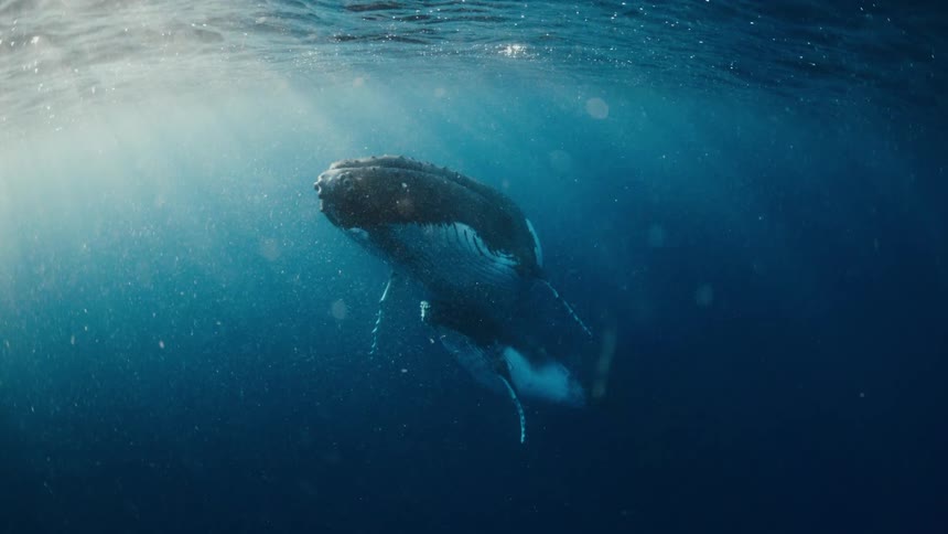 A whale swimming in the ocean