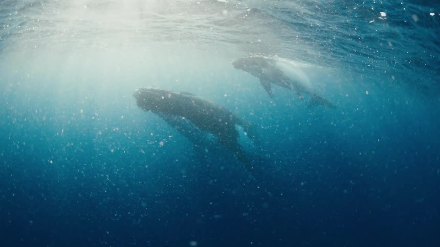 Two whales swimming just below the ocean surface with sunlight passing through the water
