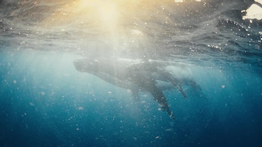 Whale floating just below the water surface as sunlight shines from above