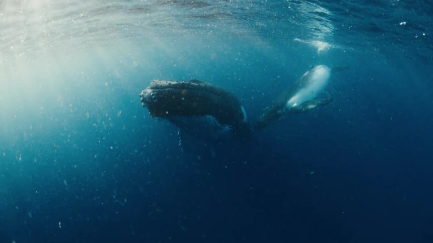 Adult whale swimming with a calf just below the ocean surface