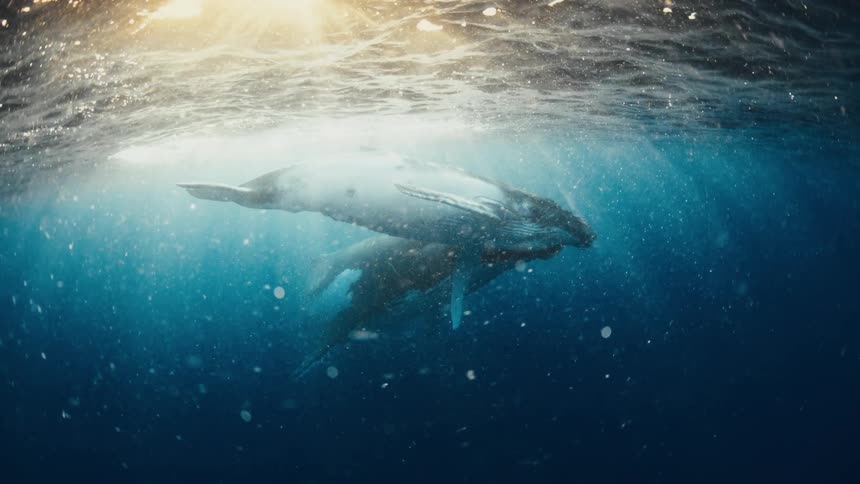 Two humpback whales swim through deep blue water as sunlight pierces the surface and reflects off their skin