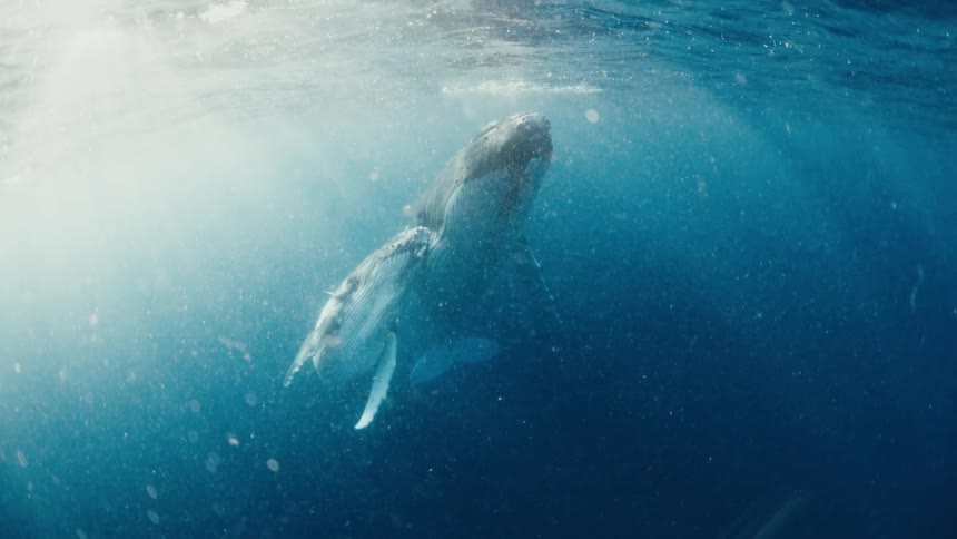 Whale swimming just below the ocean surface with sunlight passing through the water