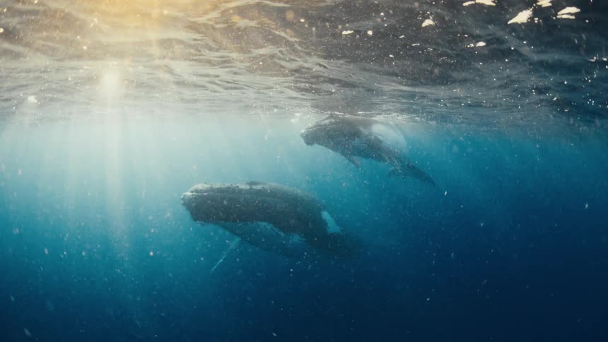 Two whales swimming just below the ocean surface with sunlight passing through the water