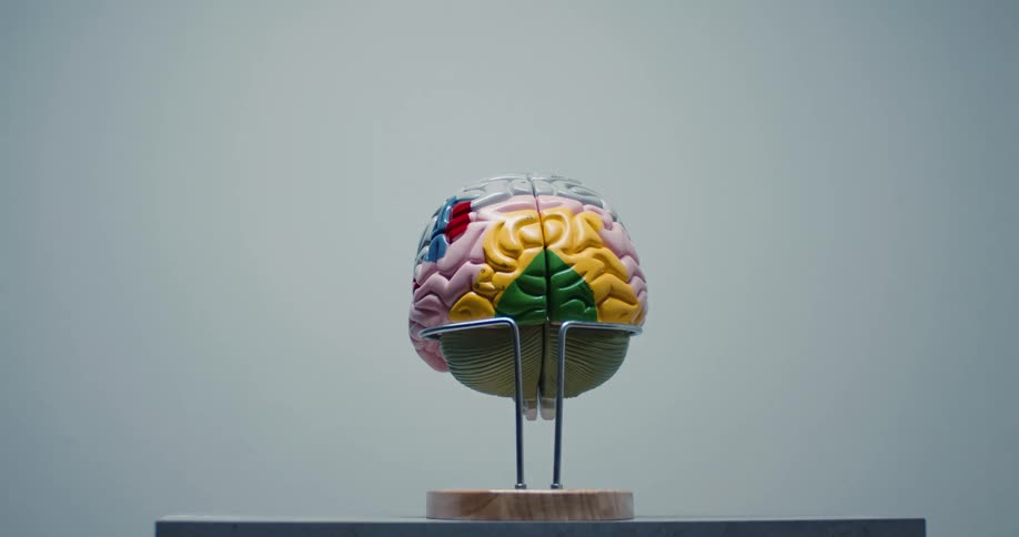 A brain model used as a study aid is color coded and labeled