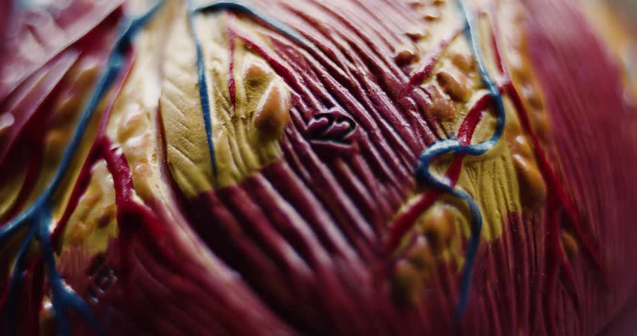 Anatomical model with numbered cardiovascular structures