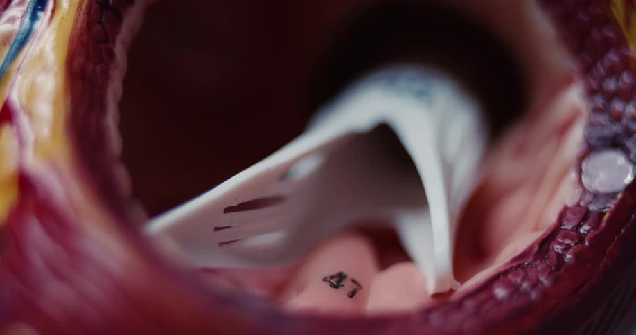 Anatomical heart model