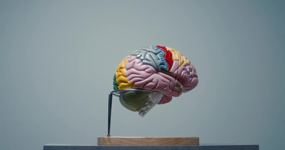 Anatomical brain model with colorcoded regions