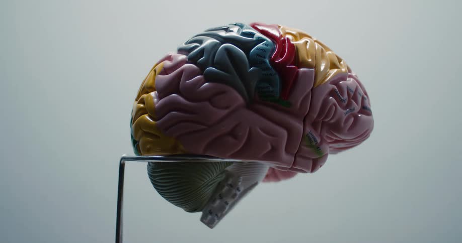 Anatomical model of a human brain with colored regions supported on a metal stand