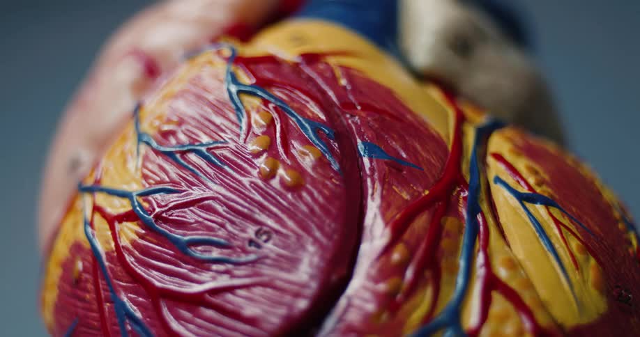 An anatomical human heart model placed in a room as the bright light gradually dims turning the room dark after a moment