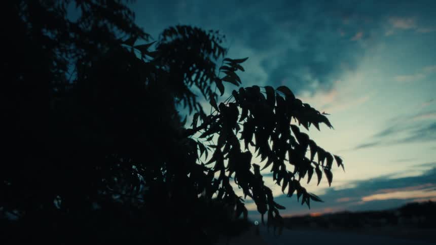 A close view shows a dark silhouette of tree branches and leaves as they sway in the wind against a deep blue evening sky