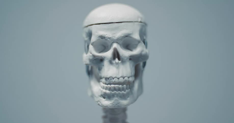 A close view shows a white model of a human skull that comes into focus against a solid light gray background