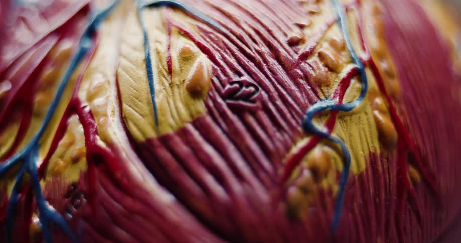 An anatomical model of a human heart is shown in a tight macro closeup highlighting its textured muscle fibers and colorful veins the camera slowly pulls back to reveal numbered labels on the various cardiovascular structures under bright