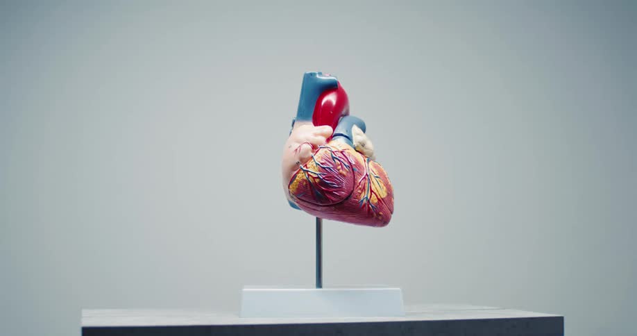 Anatomical model of a human heart on a stand placed on a smooth surface with arteries and veins highlighted