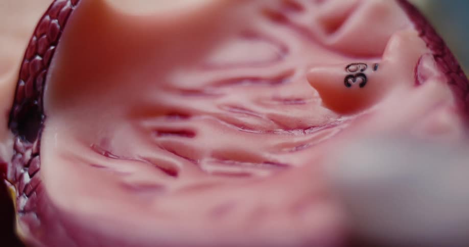 A close up of a person looking at a 3d model of an organ