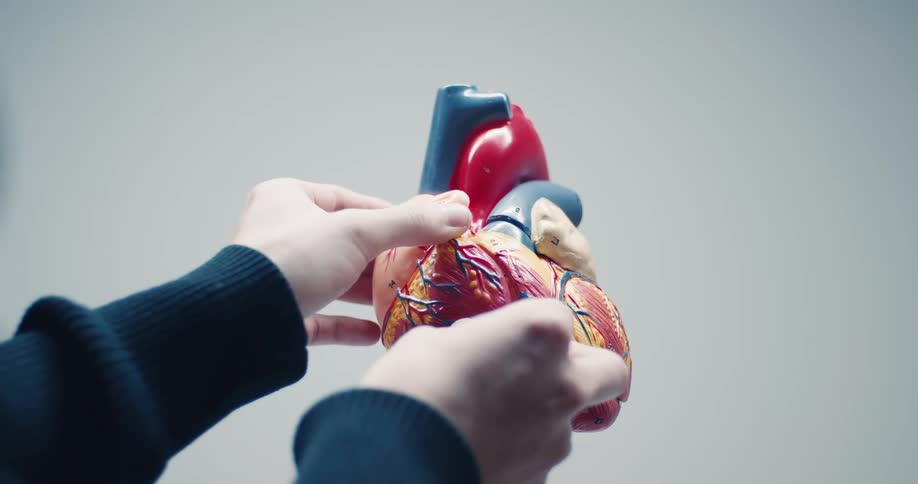 A person disassembles and examines an anatomical model of a human heart