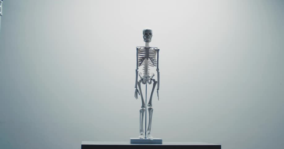 A clinical anatomical human skeleton model stands perfectly still on a dark pedestal against a stark white background illuminated by a soft sterile overhead glow