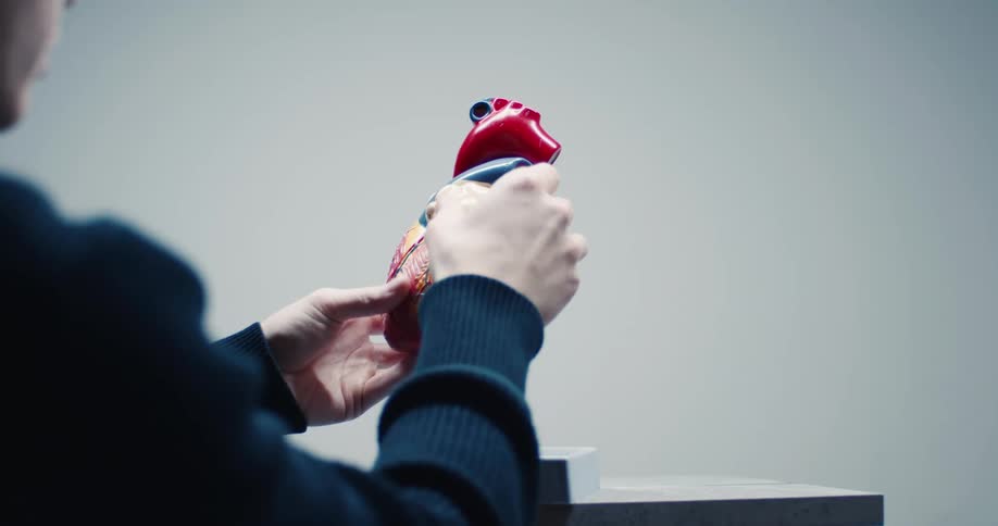 A person examines and disassembles a detailed anatomical model of a human heart the hands carefully remove and replace parts of the model to reveal the internal chambers