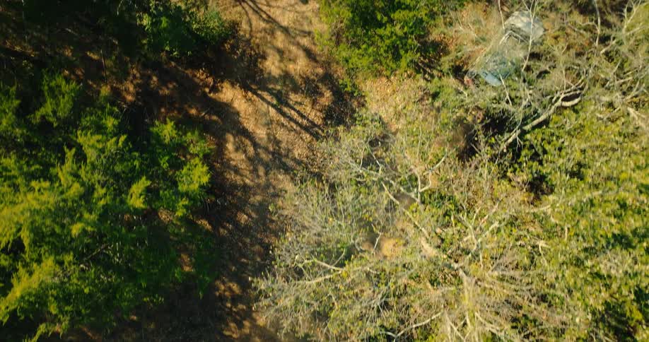 An aerial drone shot looks down through a dense canopy of evergreen and bare trees as a white suv drives along a winding dirt road in a sunny forest casting long shadows