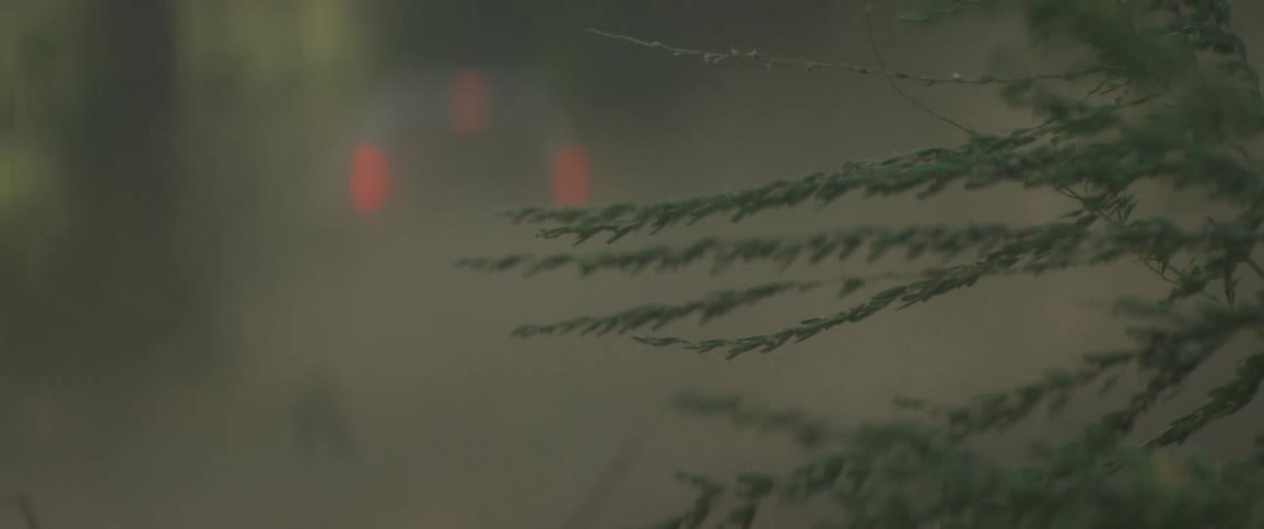 A car driving through a forest kicking up dust behind it at midday