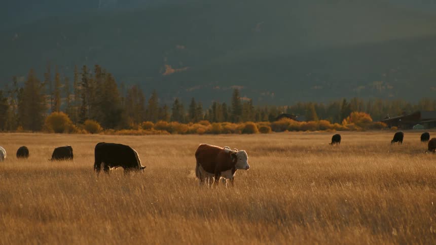 Cows walk and graze in a golden grass field with trees in the background