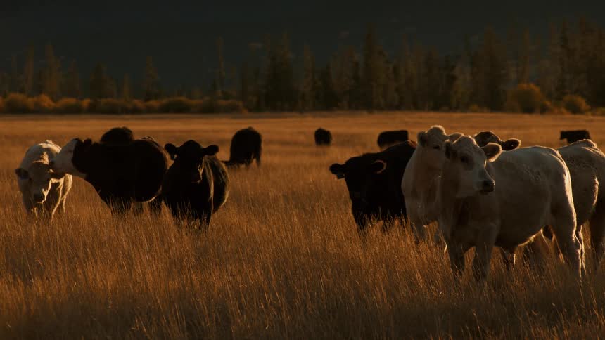 A herd of cattle grazing in a vast sun drenched field during the golden hour with a forest in the background
