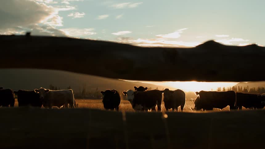 A herd of cattle stands in a field as the sun sets behind distant hills casting warm golden light across the scene