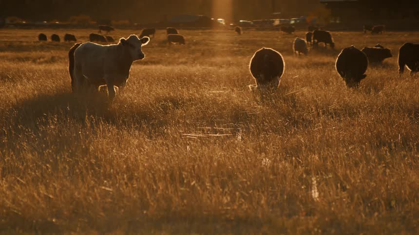 A herd of cattle graze in a field of dry grass