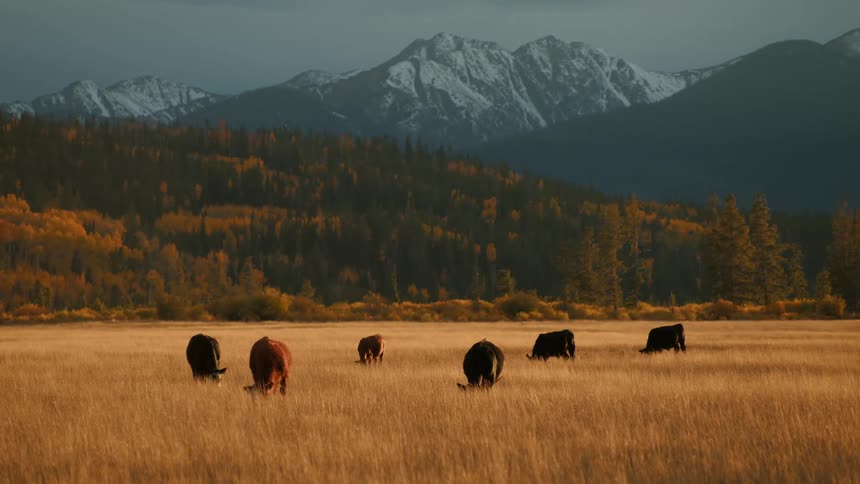 A small herd of cattle grazes peacefully through tall golden grass with forested hills and mountains rising in the background