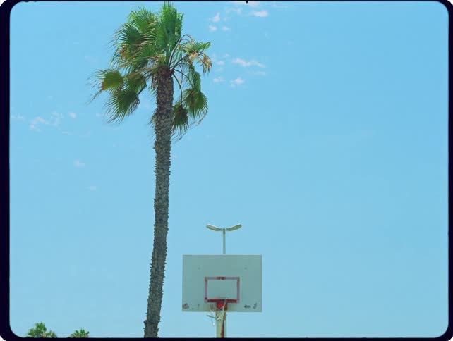 The tall palm tree is near a basketball hoop