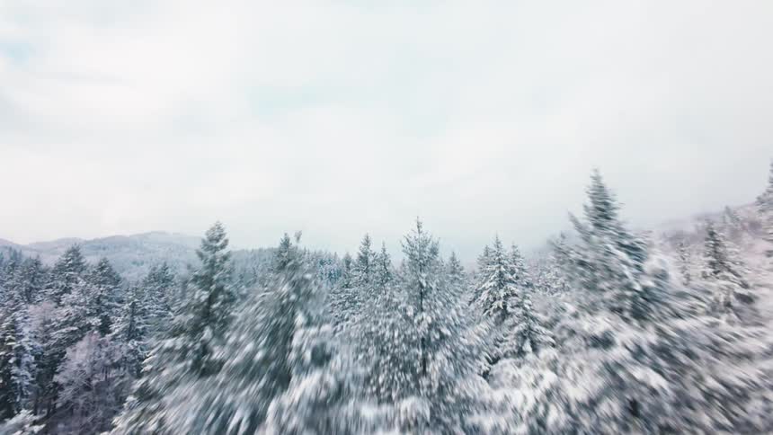 Pine forest covered with snow under a cloudy sky in a winter landscape