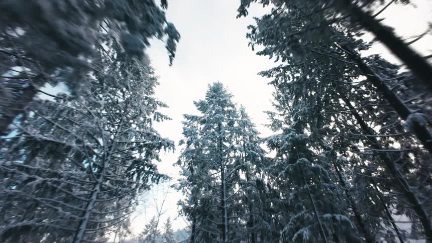 Frost covers the trees in the forest covering mountainous terrain on a winter day