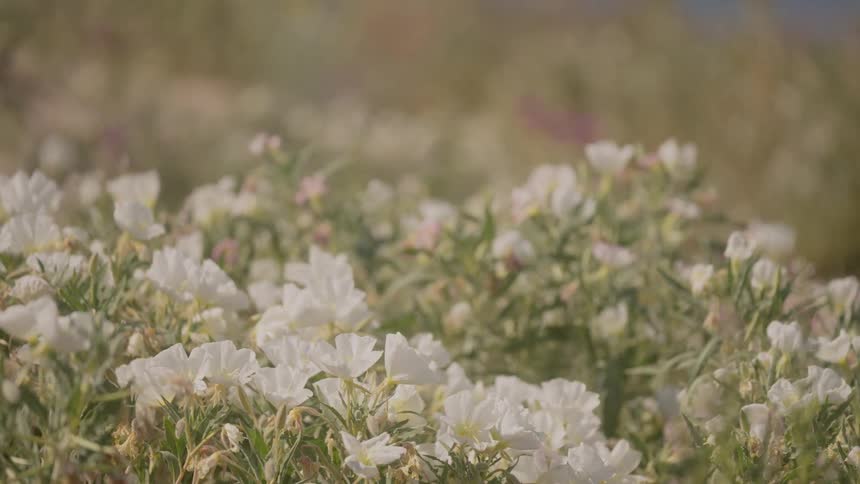 A view of flowers outdoors in a field