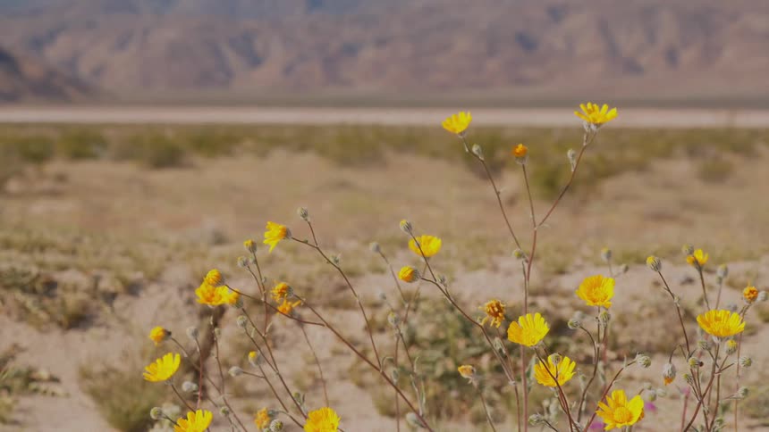 Yellow wildflowers on thin stems in a desert landscape with mountains in the background