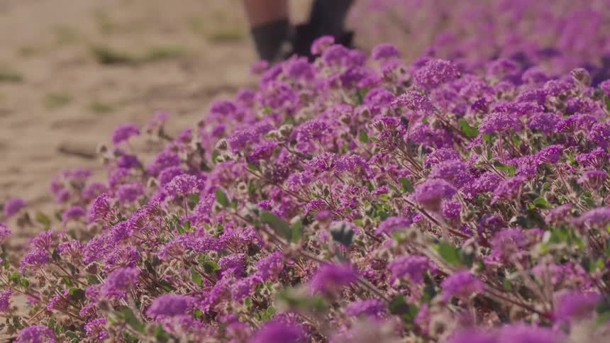 Legs with dark socks beside a dense field of purple wildflowers