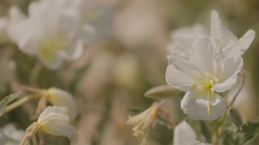 White flower in focus among other flowers in a sunlit field