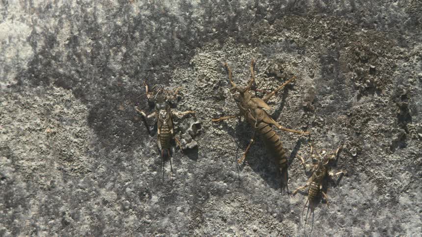 Aquatic insects attached to the surface of wet rock