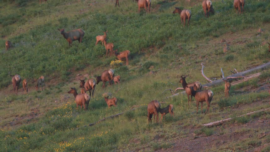Group of deer moves across a vegetationcovered hillside