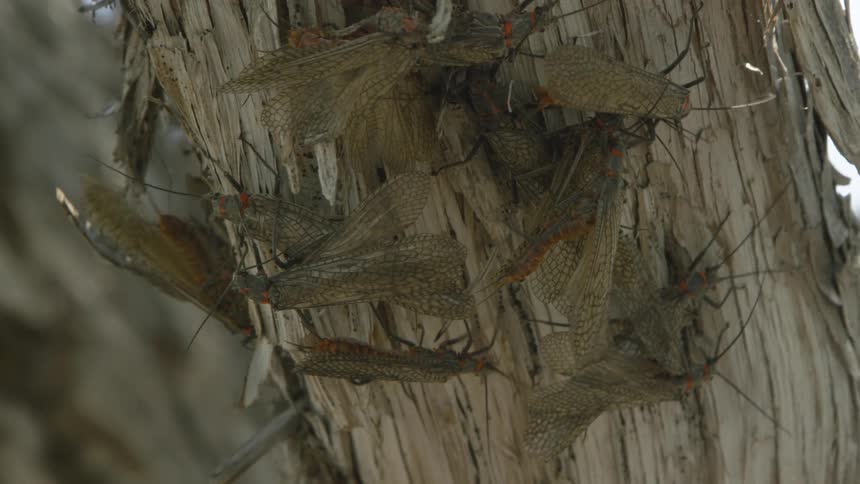 A close up shot shows a group of salmon flies with orange markings on their bodies clustered together on the textured bark of a dry tree trunk