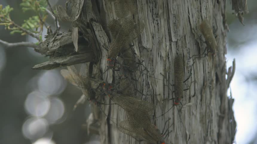 Insects clustered on a tree trunk with worn bark