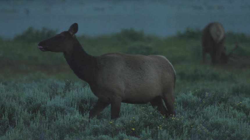 An elk stands alert in a grassy field at dusk while another grazes in the background